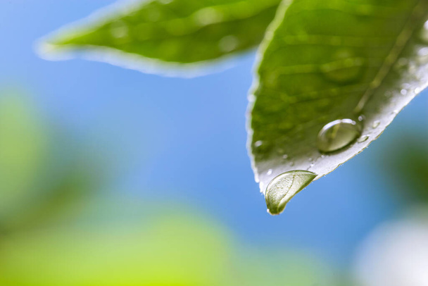 Gota de agua sobre hojas verdes en la naturaleza en el contexto de la naturaleza. - Foto, imagen
