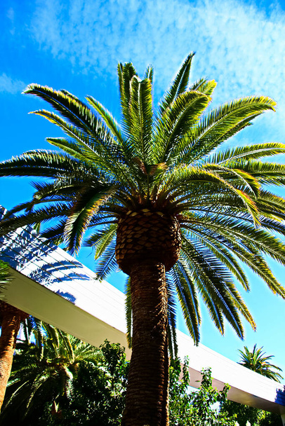 Klasyczne Floryda palma tło błękitnego nieba.Close do góry zdjęcie kilku palm kokosowych z niebieskim tle nieba. - Zdjęcie, obraz