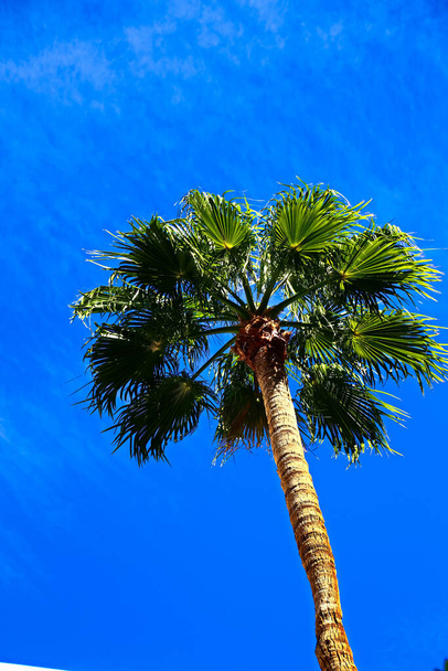 Classic Florida palm tree background of blue sky.Close up photo of a bunch of Coconut palm trees with blue sky background. - Photo, Image
