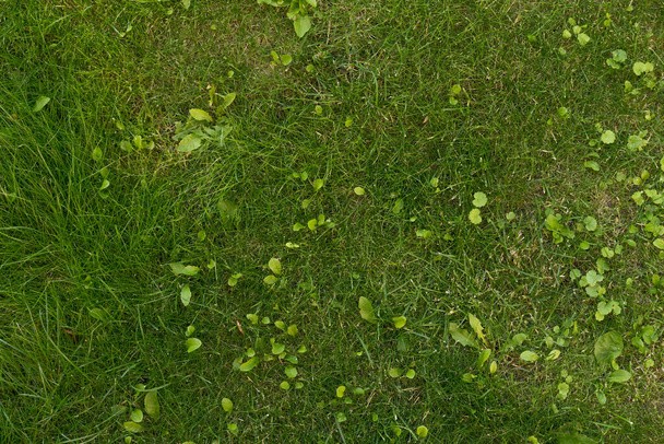 Přírodní zelená tráva pozadí, čerstvý pohled shora - Fotografie, Obrázek