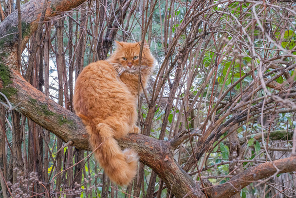 Wspaniały dziki czerwony kot z zielonymi oczami siedzi na gęstej gałęzi i patrzy wstecz. - Zdjęcie, obraz