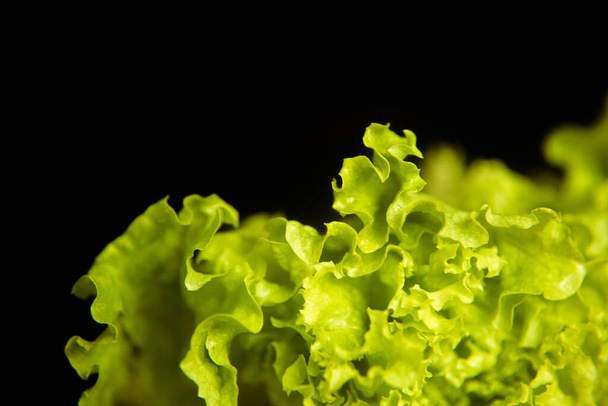fresh lettuce on a dark background - Zdjęcie, obraz