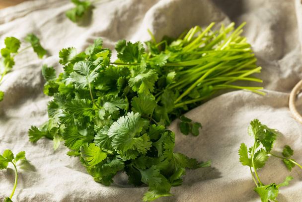Raw Green Organic Cilantro Bunch Ready to Cook With - Фото, изображение