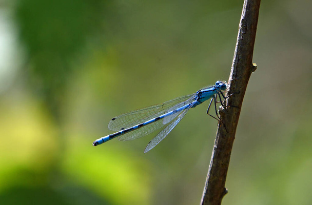 Common blue damselfly on twig  isolated with out of focus background. - Photo, Image