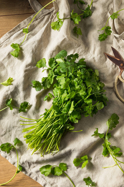 Raw Green Organic Cilantro Bunch Ready to Cook With - Foto, Imagem