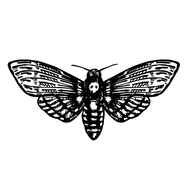 vector illustration. graphic drawing of a nocturnal butterfly, trifle. dead head, hawk dead head. black and white drawing a symbol of esotericism, gothic, mysticism, witchcraft - Vektör, Görsel