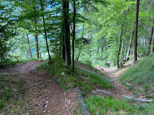Trilhas para caminhadas, caminhadas, esportes e recreação nas encostas do maciço Pilatus e nos vales alpinos no sopé da montanha, Alpnach - Cantão de Obwalden, Suíça (Kanton Obwalden, Schweiz
) - Foto, Imagem
