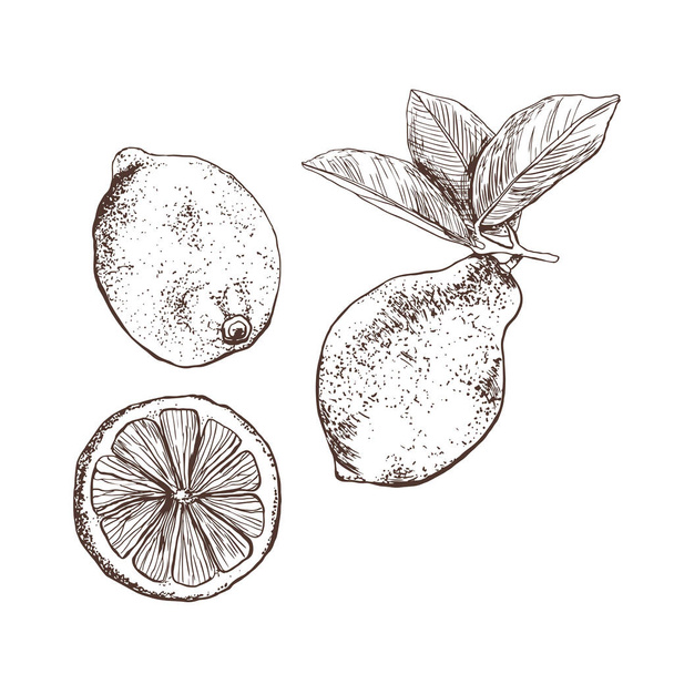 Lemon on an isolated background. Lemon, slice on a white background. Hand drawing. Vector. Concept: tea; aroma; cosmetics; packaging; summer; lemonade, juicy fruit. - Διάνυσμα, εικόνα