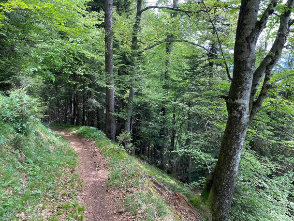 Trails voor wandelen, wandelen, sporten en recreatie op de hellingen van het Pilatus massief en in de alpiene dalen aan de voet van de berg, Alpnach - kanton Obwalden, Zwitserland (Kanton Obwalden, Schweiz) - Foto, afbeelding