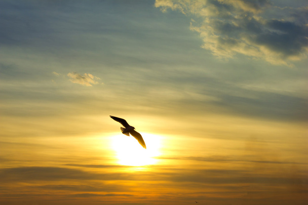 Auringonlasku. Lintu siluetti ja aurinko
 - Valokuva, kuva