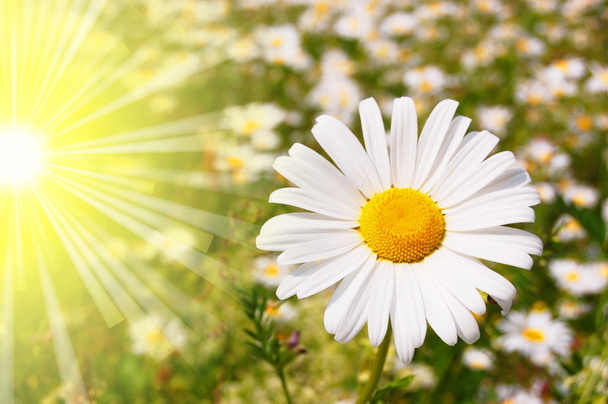 çiçek ve güneş - Fotoğraf, Görsel