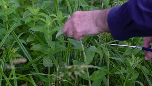 Picking Wild Mint in a natural pure environment (Mentha arvensis) - Filmagem, Vídeo
