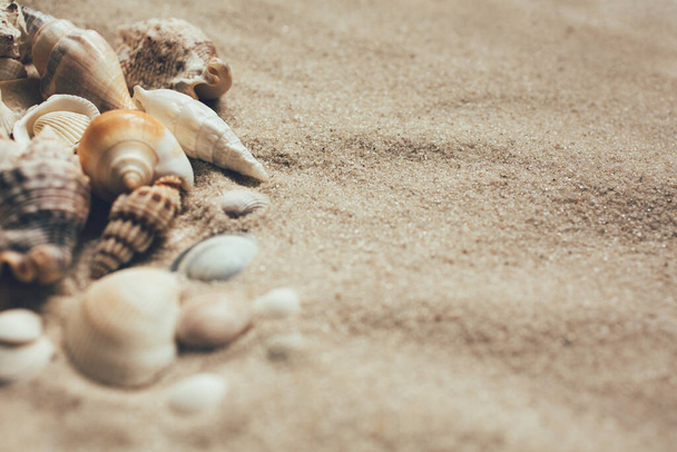 Closeup de areia de praia com muitas conchas do mar. Fecha. Lugar para texto
. - Foto, Imagem