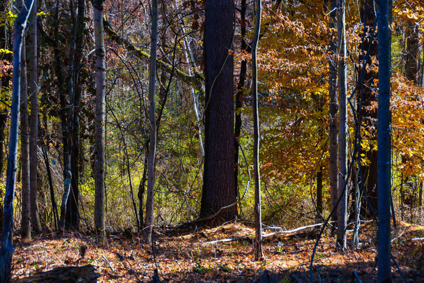 Ohromující barvy podzimu ukryté hluboko v zeleném lese - Fotografie, Obrázek