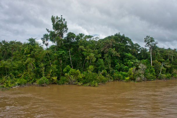 Природний ландшафт Амазонії (Бразилія). - Фото, зображення