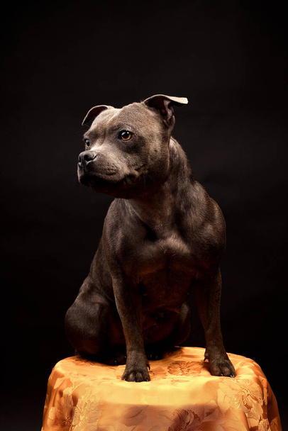 Staffordshire Bull Terrier Kutya portré. - Fotó, kép