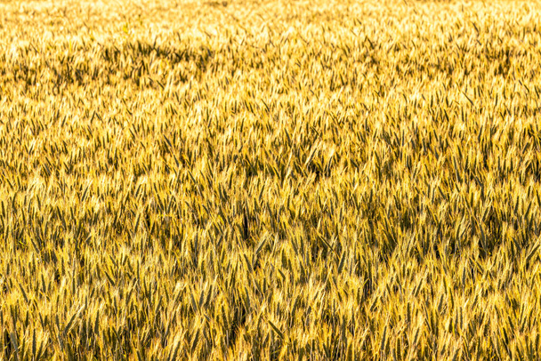 A fiatal rozs arany fülét a nap esti sugarai világítják meg. A mezőgazdaság és a gabonatermesztés fogalma. Közelkép. - Fotó, kép