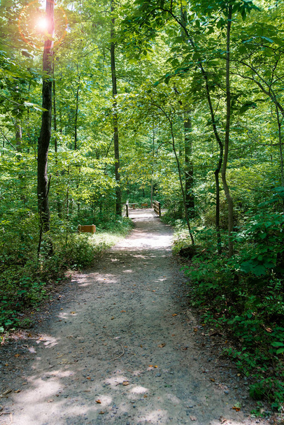 path in the forest among green trees - Φωτογραφία, εικόνα