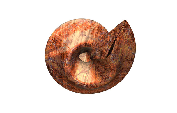 conchas de caracol espiral de piedra con estructura
 - Foto, Imagen