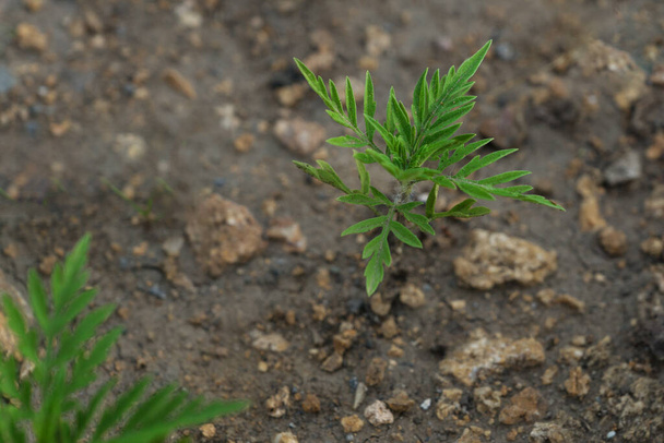 a green small sprout of ragweed grows on the ground. strong allergen, danger to people with allergies to ragweed and plants. - Photo, Image