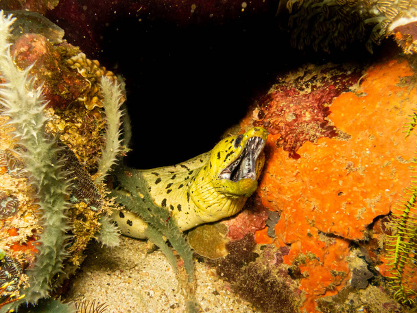 Αφόρητο χέλι Moray, Gymnothorax undulatus, σε έναν τροπικό κοραλλιογενή ύφαλο Puerto Galera στις Φιλιππίνες. Αυτοί οι ύφαλοι έχουν εξαιρετική βιοποικιλότητα και βρίσκονται στο κέντρο του τριγώνου των κοραλλιών. - Φωτογραφία, εικόνα