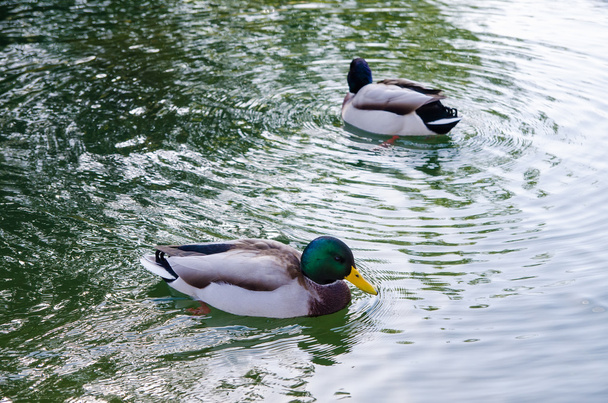 Ducks swimming - Photo, Image