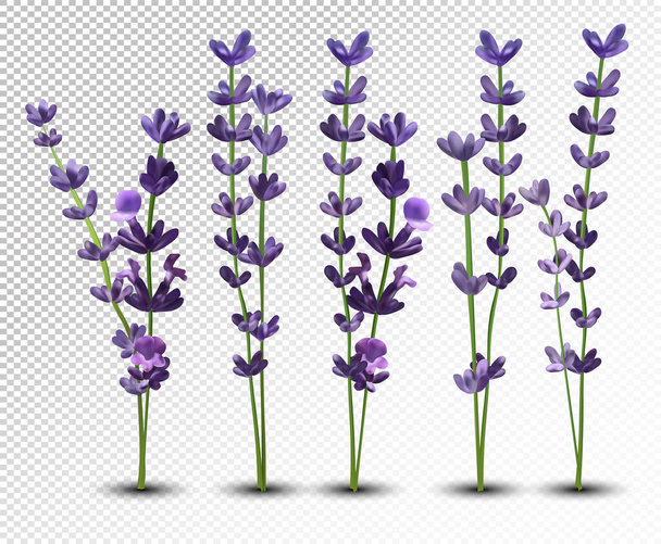 Große Sammlung realistischer Blumen violetten Lavendel. Zartes Bouquet Lavendel. Duftender Lavendel auf transparentem Hintergrund. Bündeln Sie schöne Lavendel-Nahaufnahmen. 3D-Vektor-Illustration. - Vektor, Bild