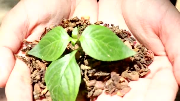 ręka z nasionami drzew - Materiał filmowy, wideo