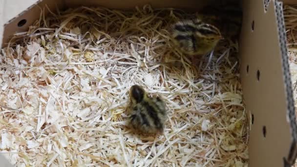 3 маленькі перепелині пташенята в картонній коробці з соломою всередині
 - Кадри, відео