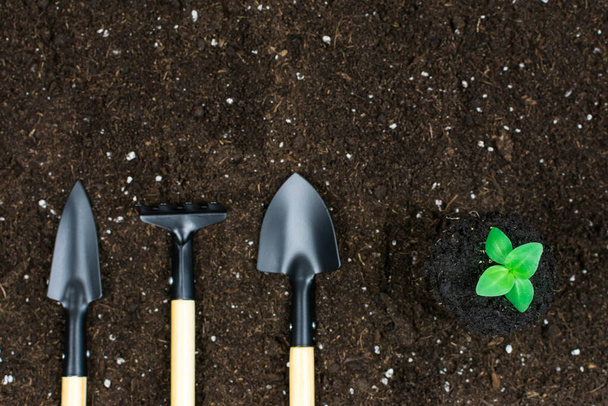 Garden tools shovels, rakes, with a green plant on a black earth background.Garden tools, shovels, rakes, with green plants on a black ground background. View from above. Place for an inscription. - Photo, Image