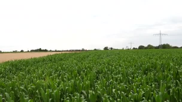 Caminando lentamente por un campo de maíz en una zona rural
 - Metraje, vídeo