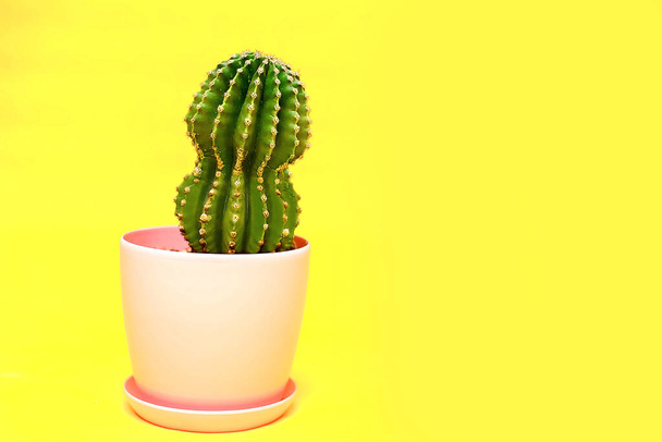 De groene cactus in de roze pot staat op een gele achtergrond. Een grote stekelige groene cactus. Een spandoek. Een plaats voor tekst. - Foto, afbeelding