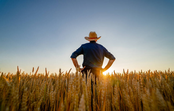 Man stands with hands on waist with back to the camera. Field with wheat. Blue sky above. - Photo, Image