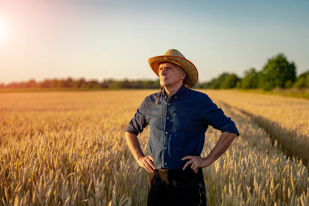 Farmer in hat looking around in field with wheat. Agriculture concept. - Photo, image