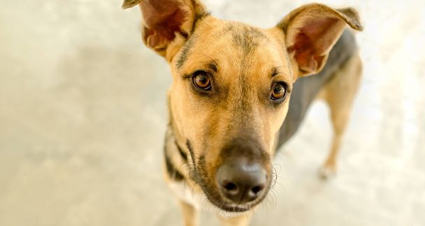 Προφίλ Γερμανικού σκύλου Σέπαρντ που κοιτάζει ψηλά. - Φωτογραφία, εικόνα