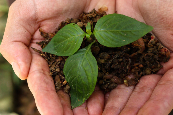 plant seed in my hands - Photo, Image
