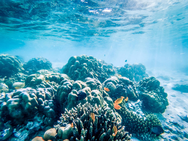 vie sous-marine sur les récifs coralliens - Photo, image