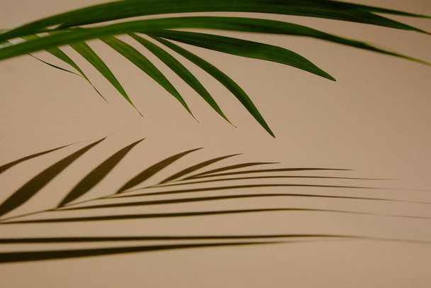 shadow from palm tree branch on a beige background - Photo, Image