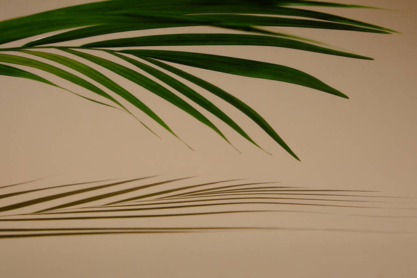 тень от пальмовой ветви на бежевом фоне
 - Фото, изображение