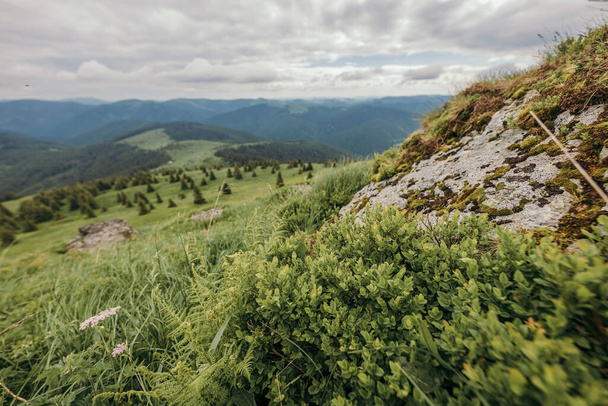 Nahaufnahme eines sattgrünen Berghangs - Foto, Bild