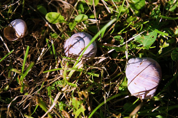 Tre lumache nell'erba verde a terra - Foto, immagini