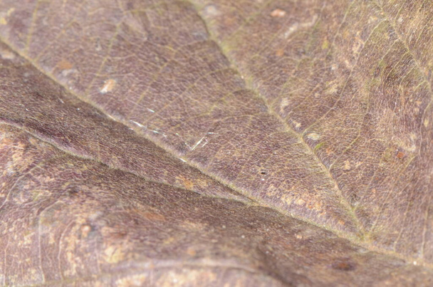 Macro d'une texture de feuille sèche - Photo, image