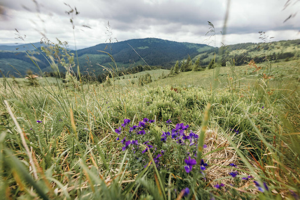 A group of purple flowers in a field - Fotó, kép