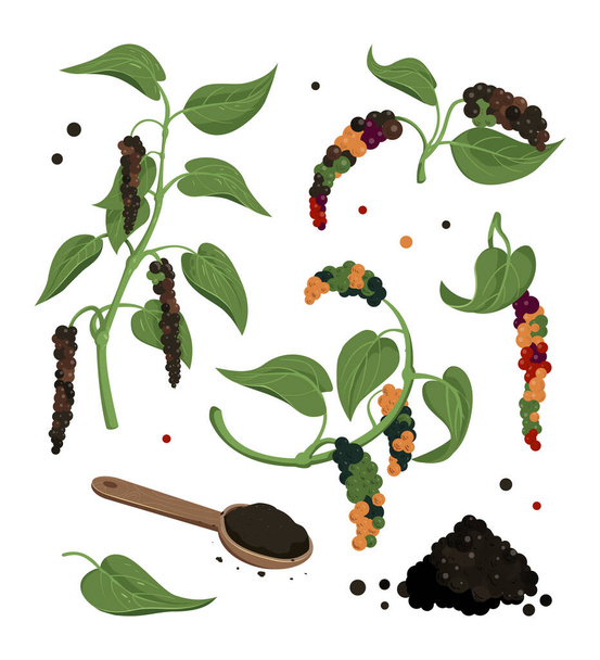 Black pepper vector clipart. Dryed ripened seed, grounded powder.  - Vector, Image