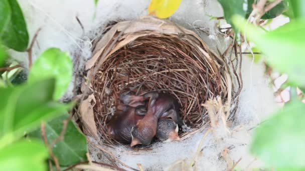 1 día de edad de las aves bebé en un nido de bulbul de ventilación amarilla (Pycnonotus goiavier), o bulbul de ventilación amarilla oriental, es un miembro de la familia de aves paseriformes bulbul en la naturaleza en Tailandia
 - Metraje, vídeo