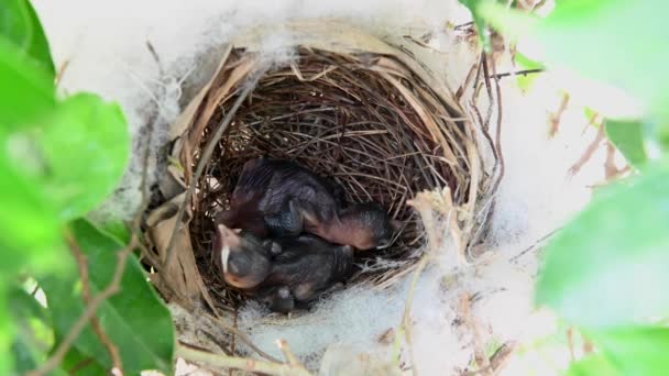 2 días de edad de las aves bebé en un nido de bulbul de ventilación amarilla (Pycnonotus goiavier), o bulbul de ventilación amarilla oriental, es un miembro de la familia de aves paseriformes bulbul en la naturaleza en Tailandia
 - Metraje, vídeo