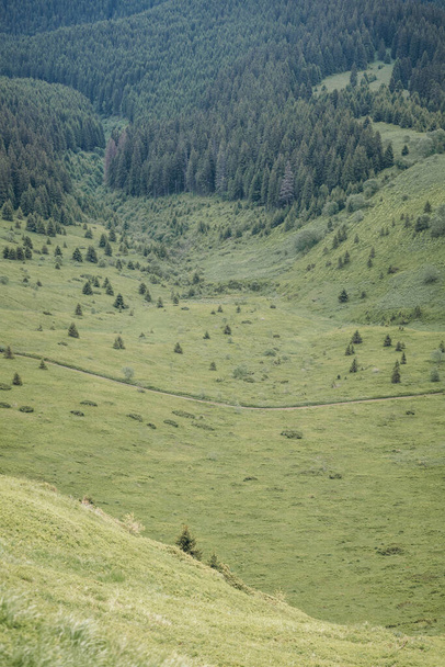 A herd of sheep grazing on a lush green hillside - Foto, Imagen