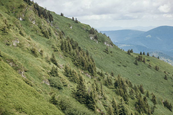 Een kudde schapen boven op een weelderige groene heuvel - Foto, afbeelding