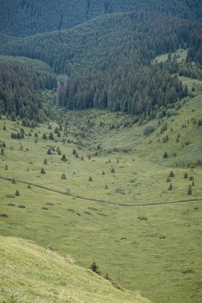 Eine Schafherde steht auf einem Berg - Foto, Bild
