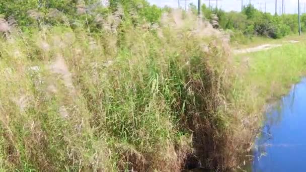 Homestead, FL 'deki Biscayne Yolu' nda rüzgârda uçuşan yabani otlar, bir kanalın yakınındaki çalılar, kanalda bulunan bitki örtüsü. - Video, Çekim